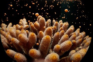 coral-sea-marine-preserve-reef-spawning_44389_600x450