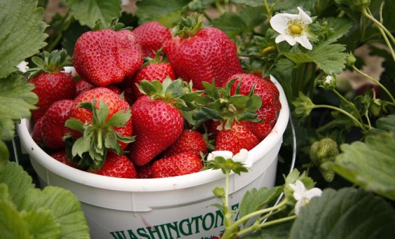 Washington_Farms_Strawberries_6