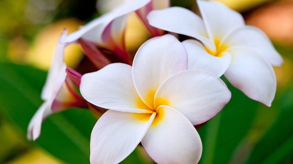 Plumeria-Flowers-of-Hawaii