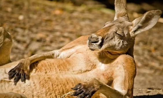 chilled-out-kangaroo
