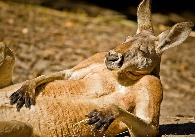 chilled-out-kangaroo