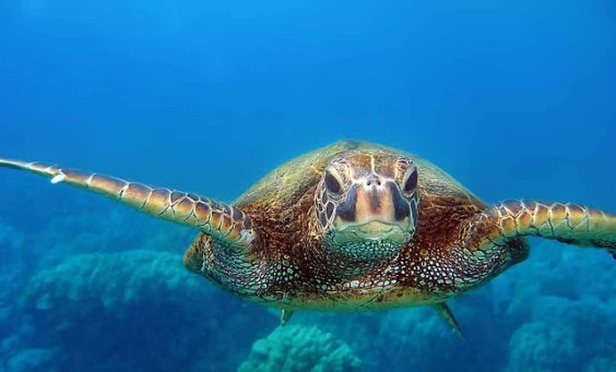 kona-hawaii-sea-turtle