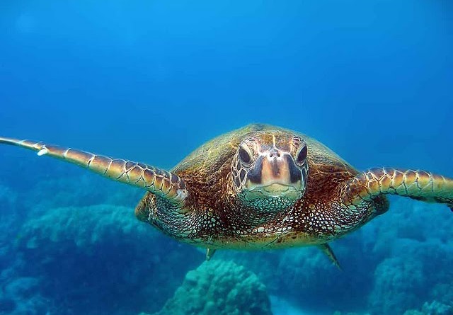 kona-hawaii-sea-turtle