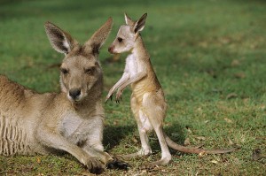baby-kangaroo-3