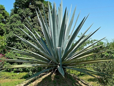 800px-Agave_tequilana_2