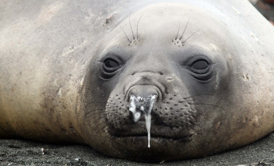 seal-snot