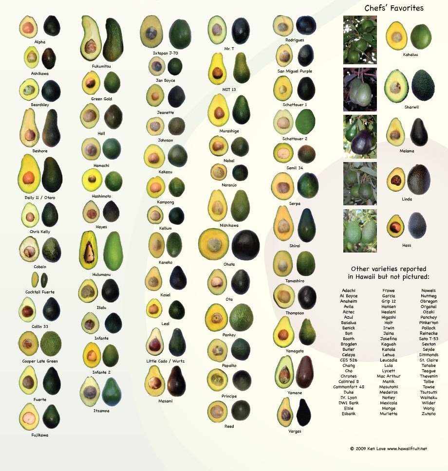 avocado varieties